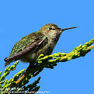 Colibri d'Anna