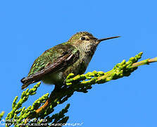 Anna's Hummingbird