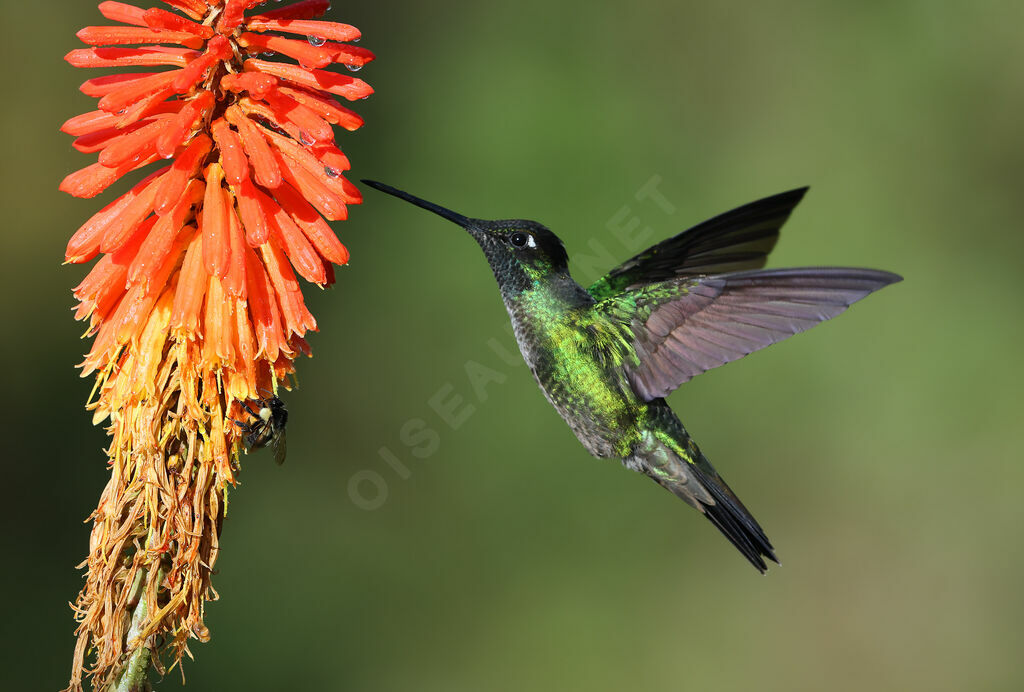 Colibri de la Talamanca