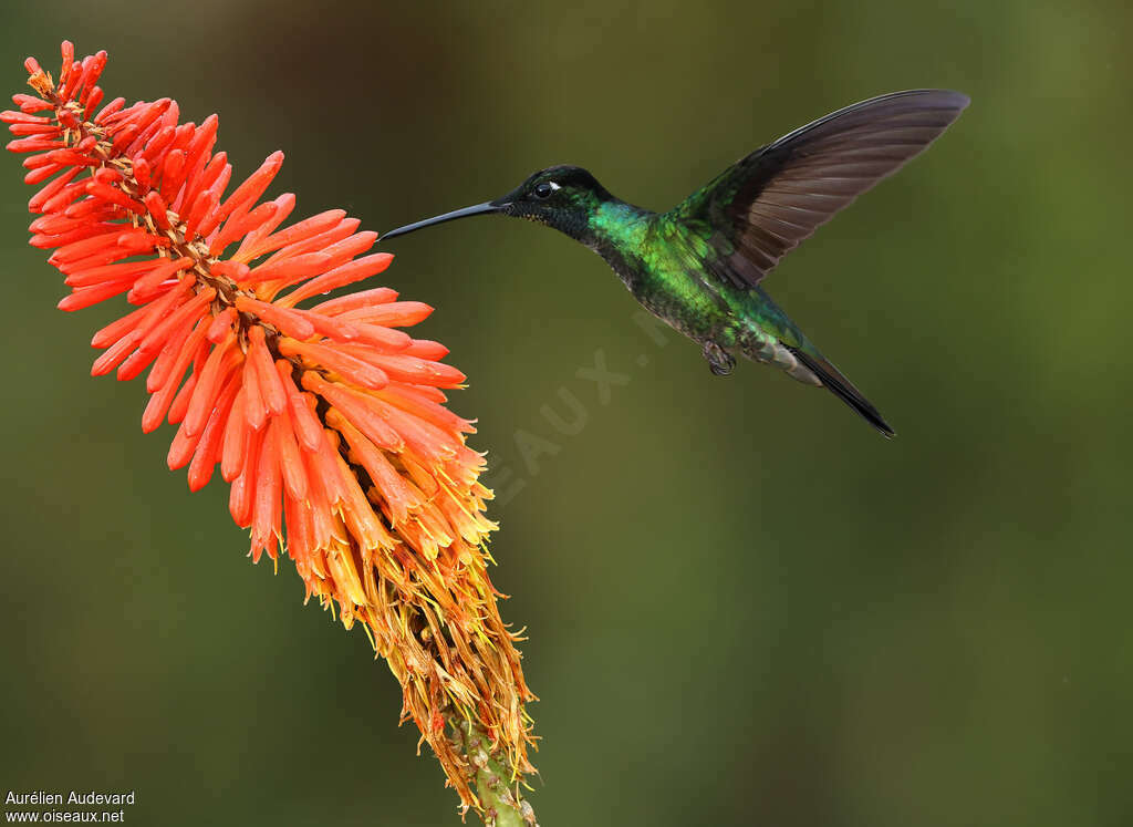 Colibri de la Talamanca adulte, nuptial, identification