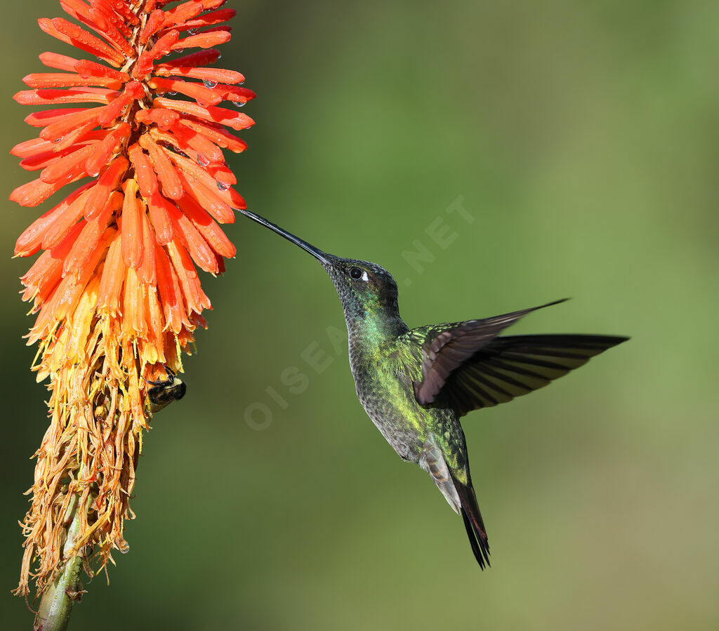 Colibri de la Talamanca
