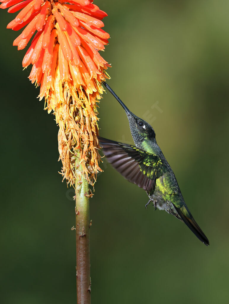 Colibri de la Talamanca