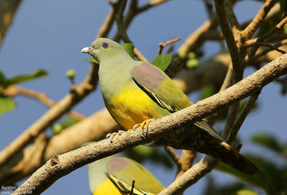 Bruce's Green Pigeonadult, identification