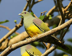 Bruce's Green Pigeon