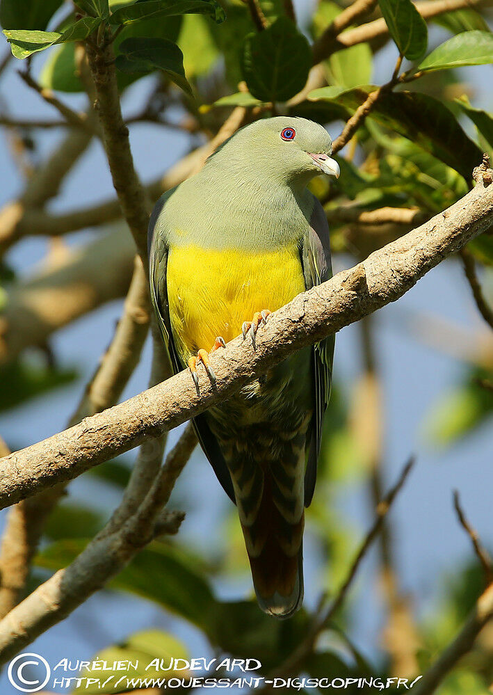 Colombar waalia, identification