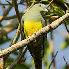 Colombar waalia