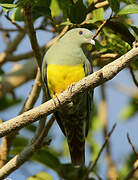 Bruce's Green Pigeon