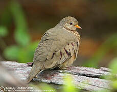 Common Ground Dove