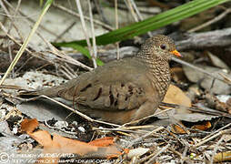 Common Ground Dove