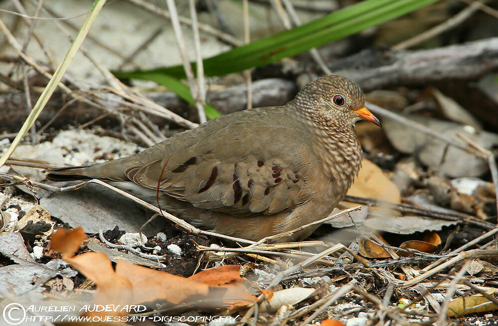 Common Ground Dove, identification