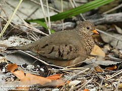 Common Ground Dove