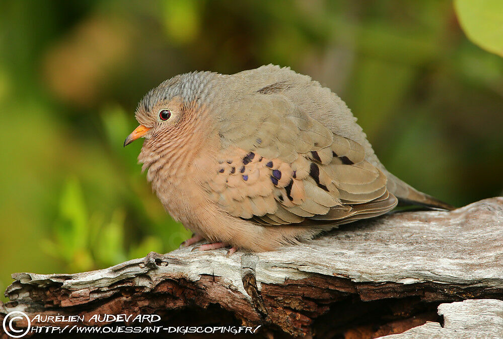 Common Ground Dove, identification