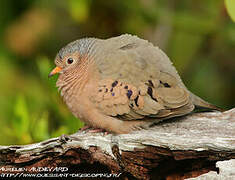 Common Ground Dove