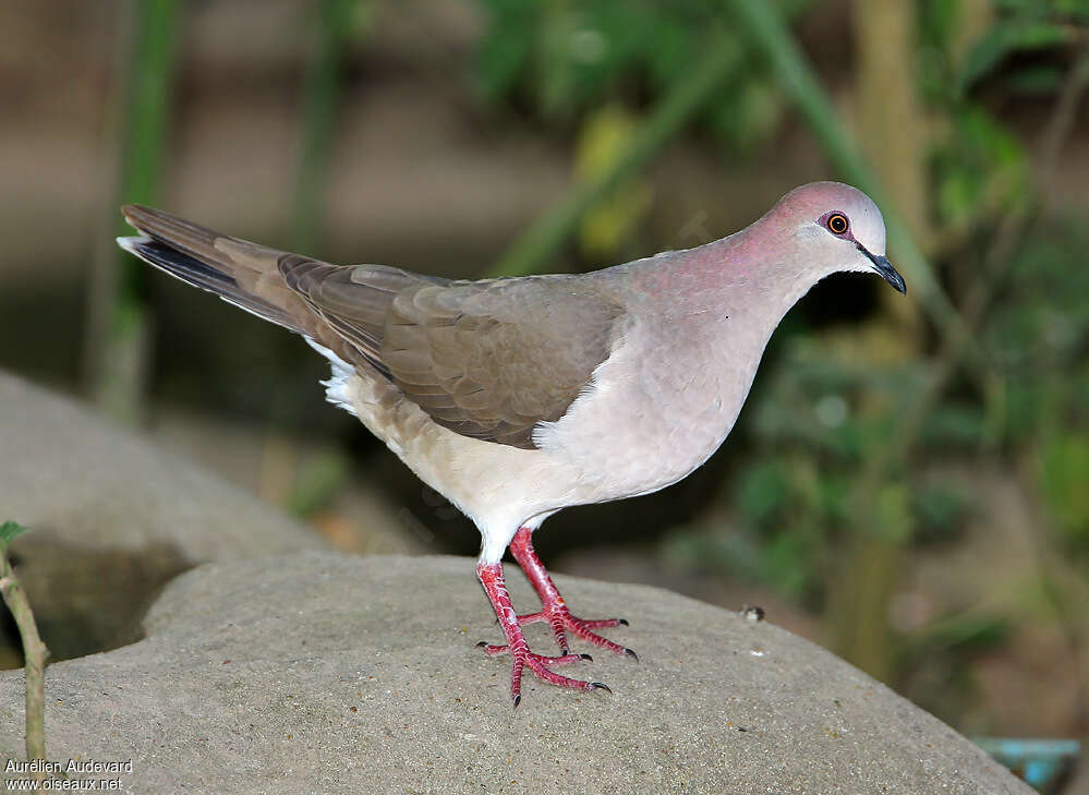 Colombe de Verreauxadulte, identification