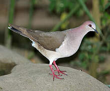 White-tipped Dove