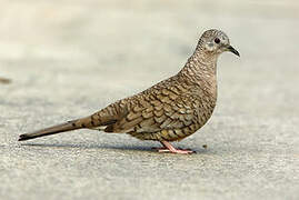 Inca Dove