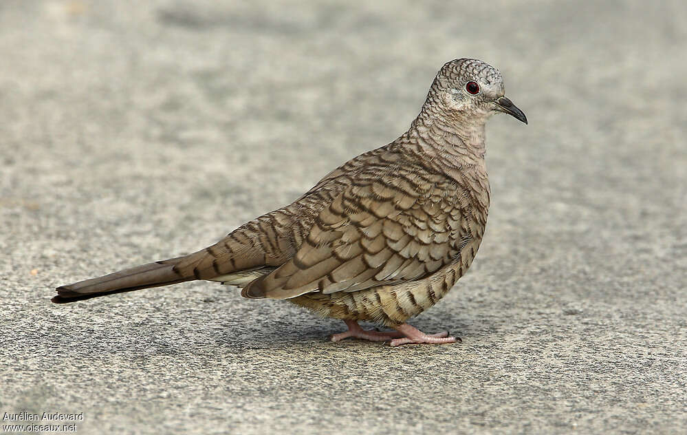 Colombe incaadulte nuptial, identification