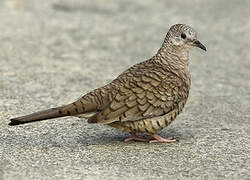 Inca Dove