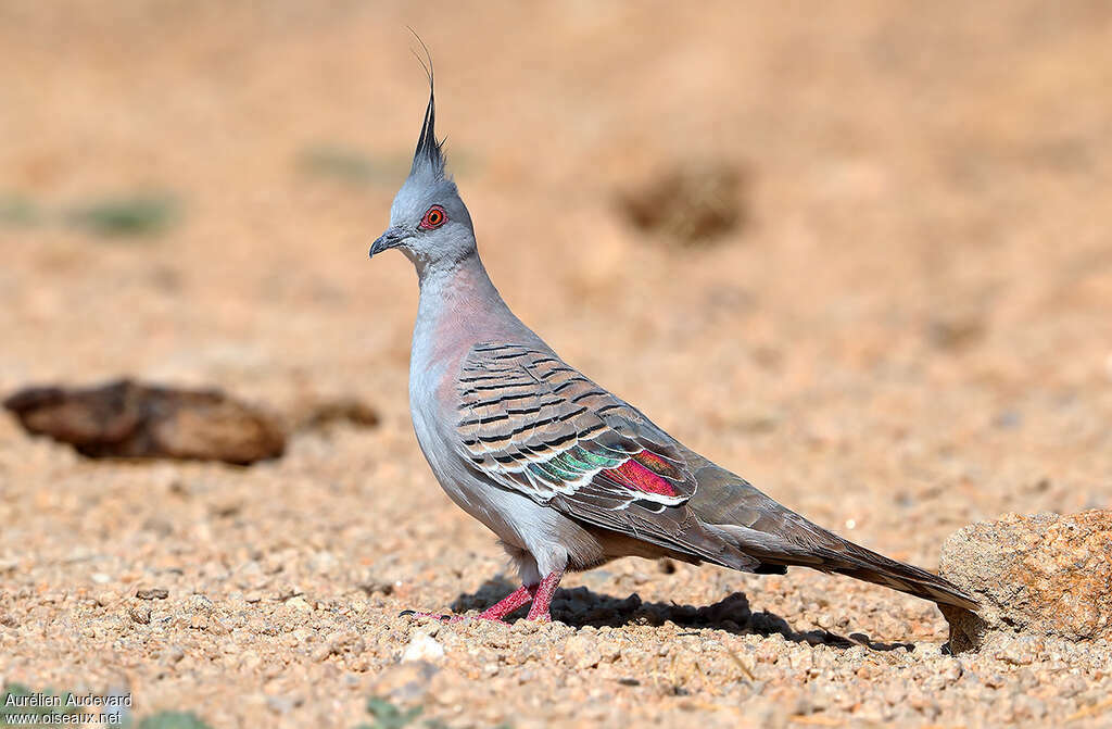 Crested Pigeonadult breeding, identification