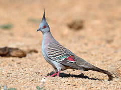 Crested Pigeon