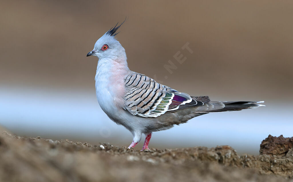 Crested Pigeon, identification