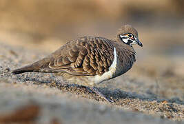 Squatter Pigeon