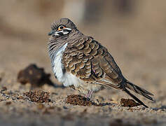 Squatter Pigeon