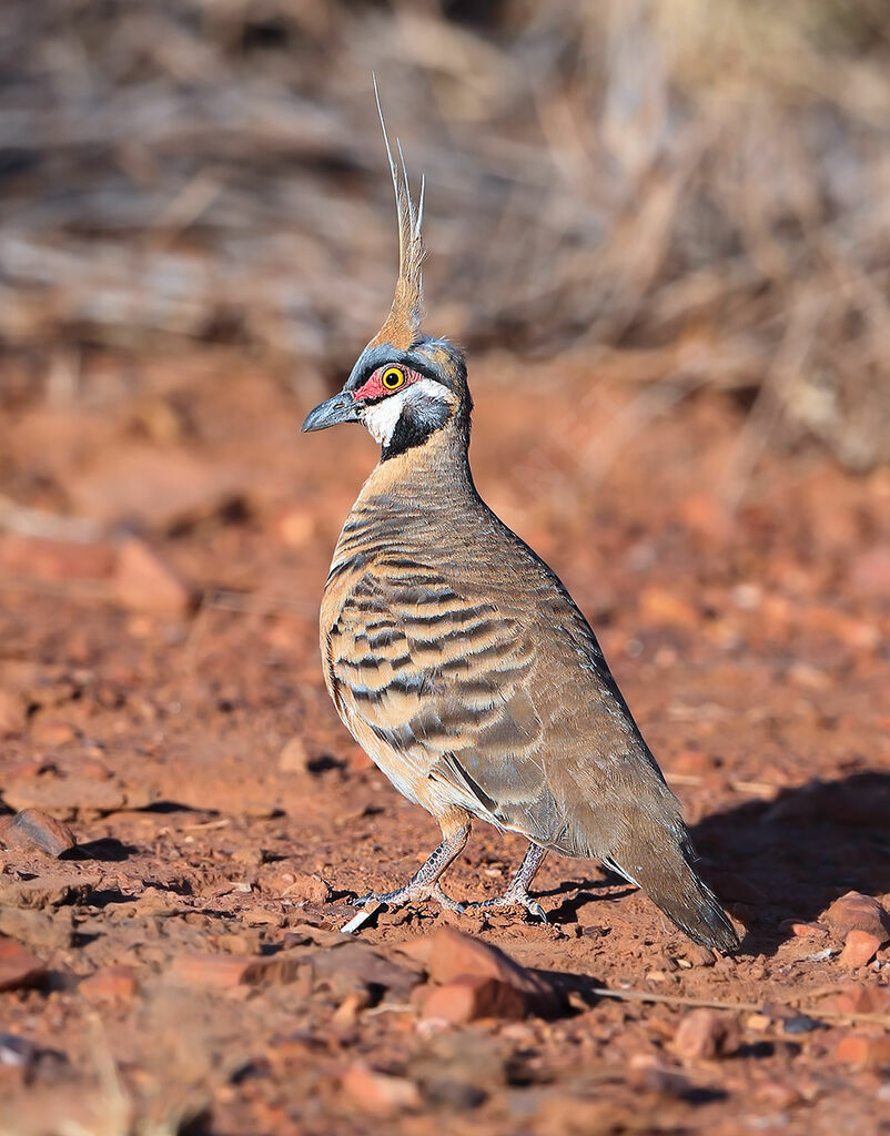 Spinifex Pigeon, identification