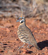 Spinifex Pigeon