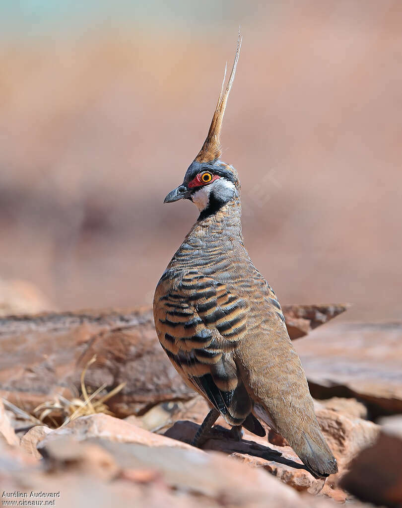 Spinifex Pigeonadult, aspect, pigmentation