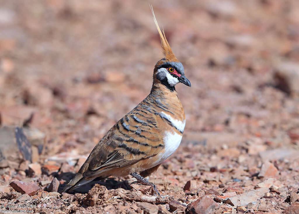 Spinifex Pigeonadult, identification