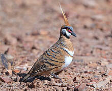 Spinifex Pigeon