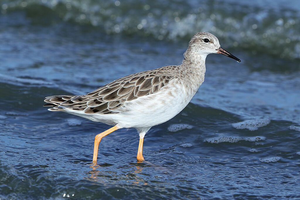 Ruff male adult post breeding, identification