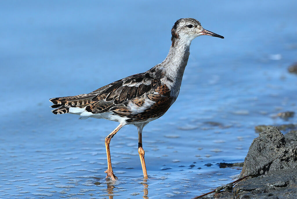 Ruff male adult transition