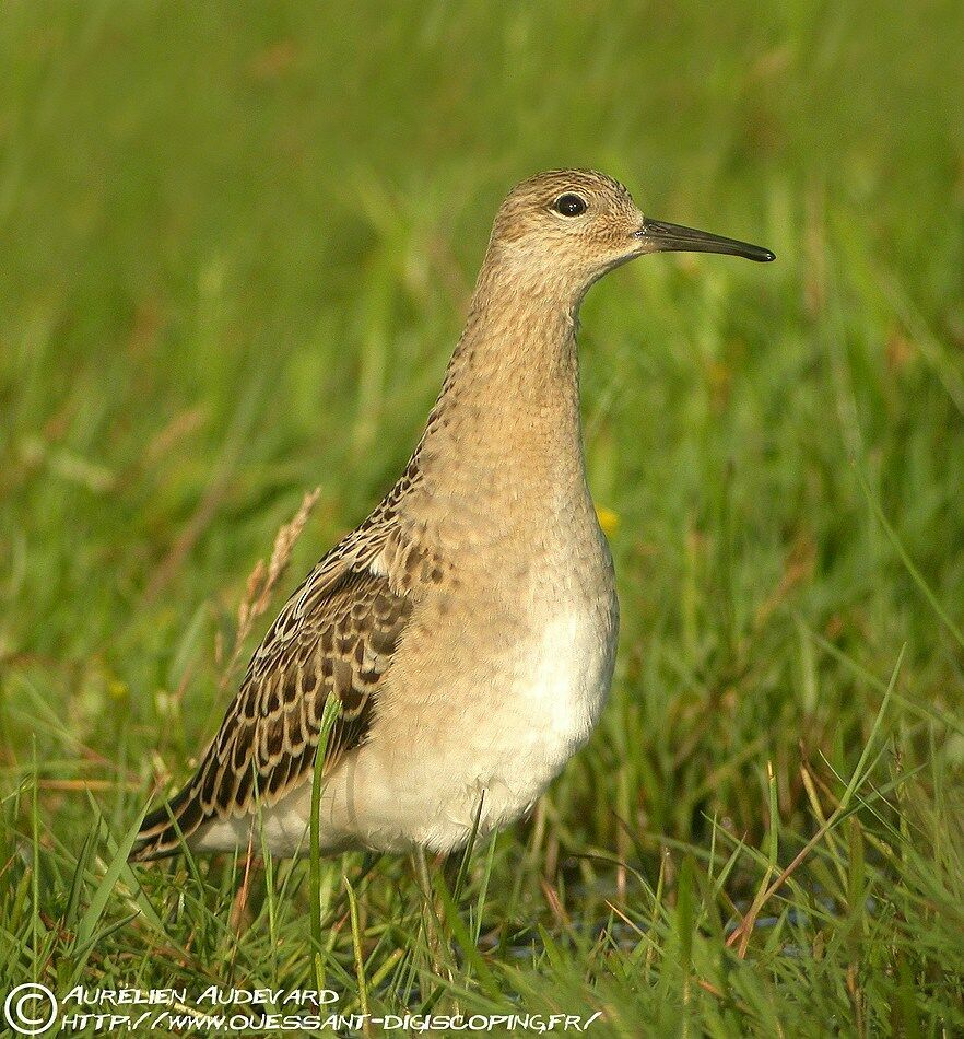 Ruffjuvenile, identification