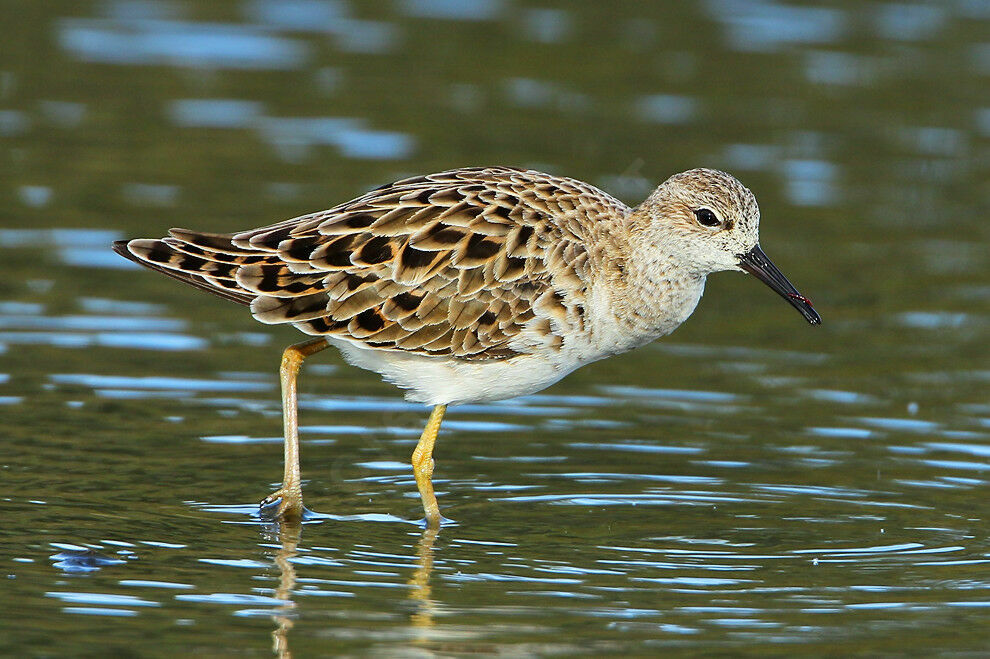 Combattant varié femelle adulte nuptial