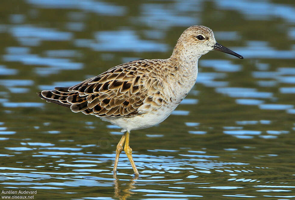 Ruff female adult breeding, identification