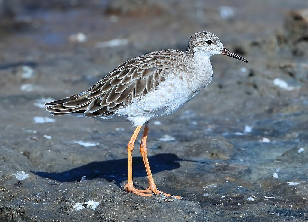 Ruff, identification