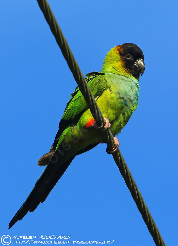 Nanday Parakeet, identification