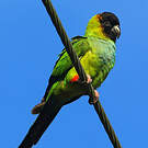 Conure nanday