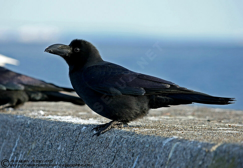 Large-billed Crow