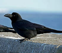 Large-billed Crow