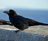 Corbeau à gros bec