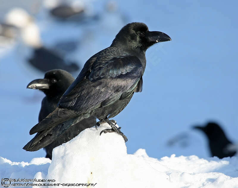 Large-billed Crow, pigmentation, Behaviour