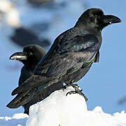 Corbeau à gros bec