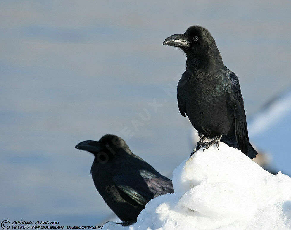 Corbeau à gros bec