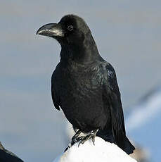 Corbeau à gros bec