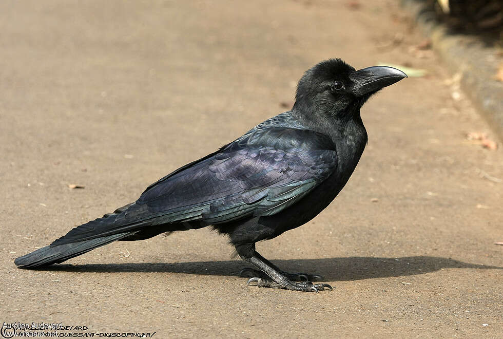 Corbeau à gros becadulte, identification