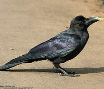 Corbeau à gros bec