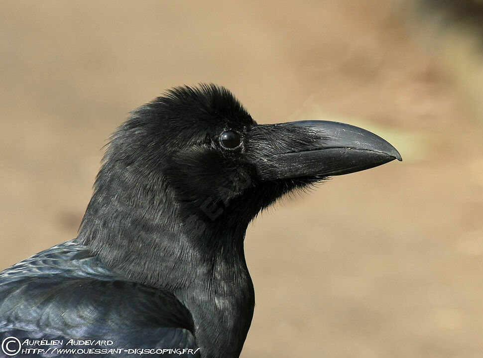 Large-billed Crowadult breeding, identification